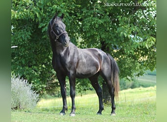 Lipizzaner, Hengst, 4 Jaar, 160 cm, Zwart