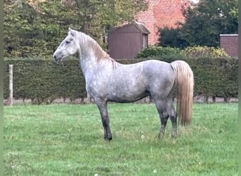 Lipizzaner, Hengst, 4 Jahre, 159 cm, White