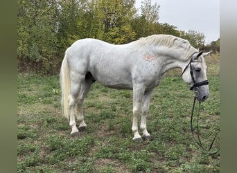 Lipizzaner, Hengst, 7 Jaar, 156 cm, Wit