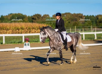 Lipizzaner, Hengst, 7 Jahre, 163 cm, Schimmel