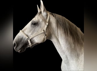 Lipizzaner, Hengst, 9 Jaar, 155 cm, Schimmel