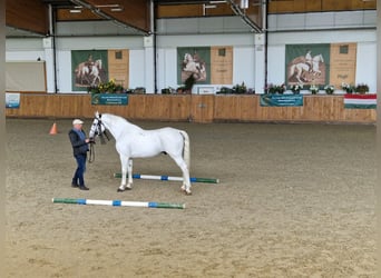 Lipizzaner, Hengst, 9 Jahre, 172 cm, Schimmel