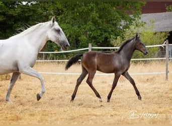 Lipizzaner, Hengst, Fohlen (04/2023), 156 cm, Apfelschimmel