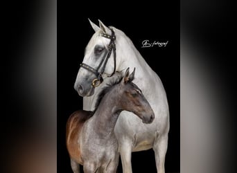 Lipizzaner, Hengst, Fohlen (04/2023), 156 cm, Apfelschimmel