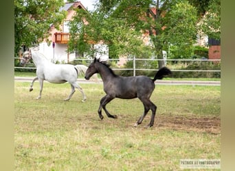 Lipizzaner, Hengst, Fohlen (04/2023), 156 cm, Apfelschimmel
