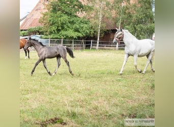 Lipizzaner, Hengst, Fohlen (04/2023), 156 cm, Apfelschimmel