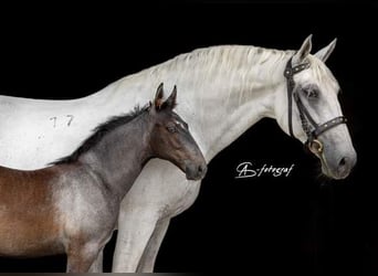 Lipizzaner, Hengst, Fohlen (04/2023), 156 cm, Apfelschimmel