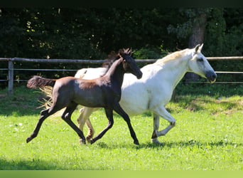 Lipizzaner, Hengst, Fohlen (04/2024), 156 cm, Schimmel