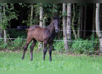 Lipizzaner, Hengst, Fohlen (04/2024), 156 cm, Schimmel