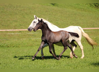 Lipizzaner, Hengst, Fohlen (04/2024), 158 cm, Schimmel