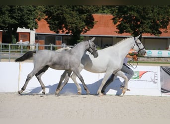 Lipizzaner, Hengst, Fohlen (04/2026), 160 cm, Schimmel