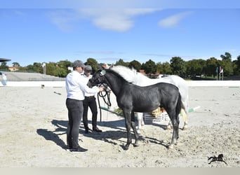 Lipizzaner, Hengst, Fohlen (04/2025), 160 cm, Schimmel