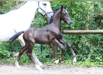 Lipizzaner, Hengst, Fohlen (05/2024)