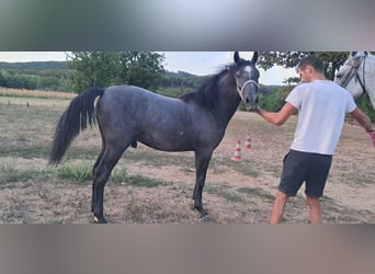 Lipizzaner, Hengst, 1 Jahr, 145 cm, Schimmel