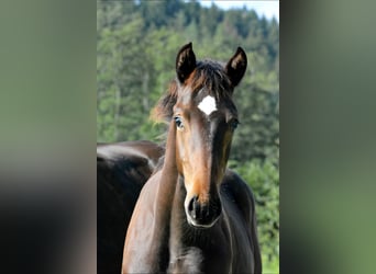 Lipizzaner, Hengst, Veulen (04/2026), 159 cm, Donkerbruin