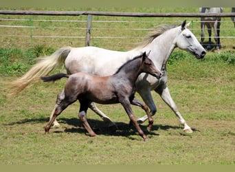 Lipizzaner, Hengst, veulen (05/2024), 160 cm, Schimmel