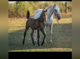 Lipizzaner, Hengst, veulen (05/2024), Schimmel