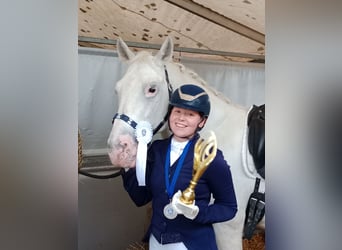 Lipizzaner, Hingst, 14 år, 158 cm, Grå