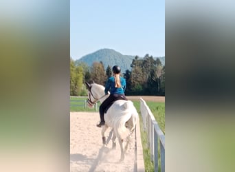 Lipizzaner, Hingst, 14 år, 158 cm, Grå