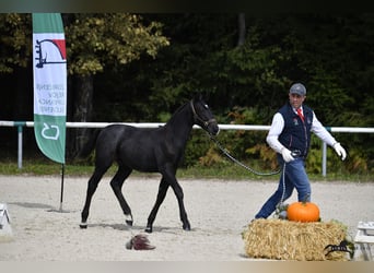 Lipizzaner, Hingst, 1 år, 155 cm, Grå