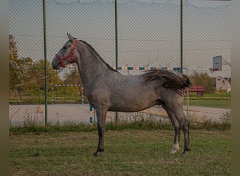 Lipizzaner, Hingst, 2 år, 158 cm, Grå