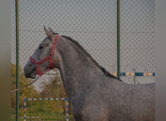 Lipizzaner, Hingst, 2 år, 158 cm, Grå