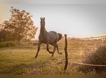 Lipizzaner, Hingst, 2 år, 158 cm, Grå