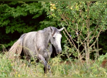 Lipizzaner, Hingst, 3 år, 158 cm, Grå