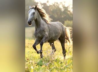 Lipizzaner, Hingst, 3 år, 158 cm, Grå