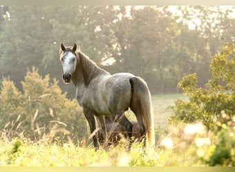 Lipizzaner, Hingst, 3 år, 158 cm, Grå