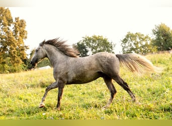 Lipizzaner, Hingst, 3 år, 158 cm, Grå