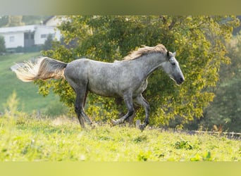 Lipizzaner, Hingst, 3 år, 158 cm, Grå