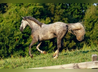 Lipizzaner, Hingst, 3 år, 158 cm, Grå