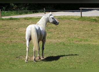 Lipizzaner, Hingst, 4 år, 161 cm, Grå