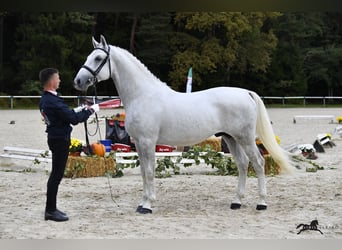 Lipizzaner, Hingst, 4 år, 161 cm, Grå