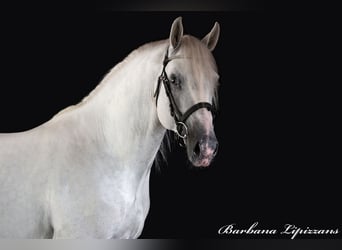 Lipizzaner, Hingst, 4 år, 161 cm, Grå
