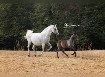 Lipizzaner, Hingst, Föl (04/2023), 156 cm, Gråskimmel