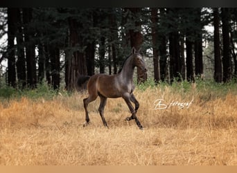 Lipizzaner, Hingst, Föl (04/2023), 156 cm, Gråskimmel