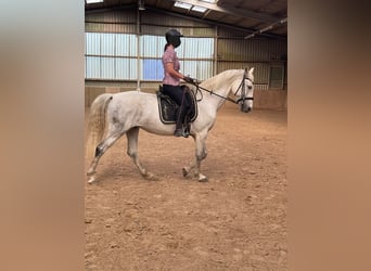 Lipizzaner Mix, Mare, 10 years, 15.1 hh, Gray