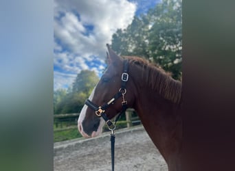 Lipizzaner Mix, Mare, 10 years, 16 hh, Chestnut