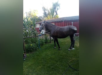 Lipizzaner, Mare, 10 years, 16 hh, Grey