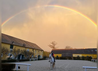 Lipizzaner, Stute, 11 Jahre, 14,1 hh, Schimmel