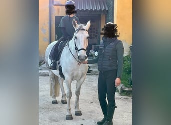 Lipizzaner, Stute, 11 Jahre, 14,1 hh, Schimmel