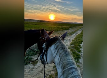 Lipizzaner, Stute, 11 Jahre, 14,1 hh, Schimmel