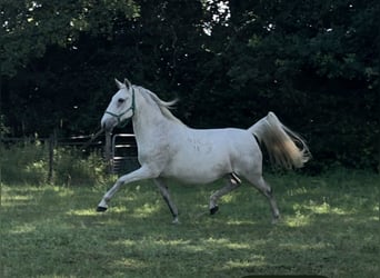 Lipizzaner, Mare, 11 years, 15.1 hh, Grey-Fleabitten