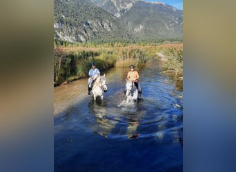 Lipizzaner Mix, Mare, 11 years, 15 hh, Gray