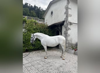 Lipizzaner, Mare, 11 years, 15,2 hh, White