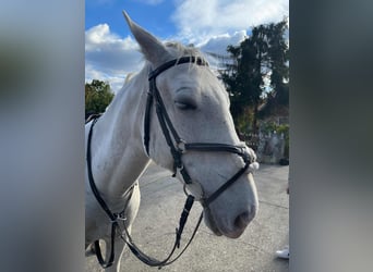 Lipizzaner, Mare, 12 years, 15.1 hh, White