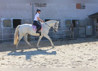 Lipizzaner Mix, Stute, 12 Jahre, 16,2 hh, Schimmel