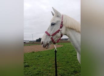 Lipizzaner, Mare, 13 years, White